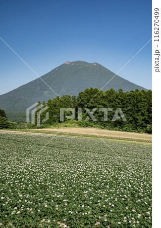 ジャガイモ畑と羊蹄山 ジャガイモ畑と羊蹄山 116270499