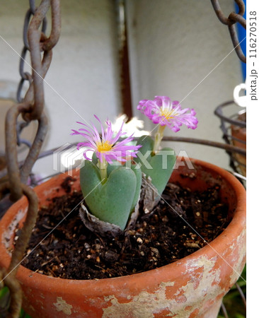 コノフィツムのピンクの花 コノフィツムのピンクの花 116270518