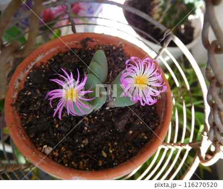 コノフィツムのピンクの花 コノフィツムのピンクの花 116270520