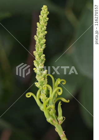自然 植物 ナンキンハゼ、花は夏。総状花序の上側に雄花、下の雌花。ハチなどの昆虫が沢山集まってきます 自然 植物 ナンキンハゼ、花は夏。総状花序の上側に雄花、下の雌花。ハチなどの昆虫が沢山集まってきます 116270557