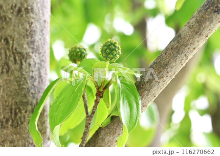 ヤマボウシ（山法師）の花と果実 116270662