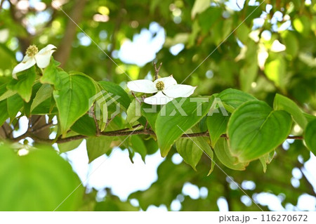 ヤマボウシ(山法師)の花と果実 ヤマボウシ(山法師)の花と果実 116270672