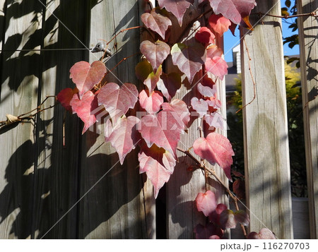 ナツヅタの紅葉 ナツヅタの紅葉 116270703