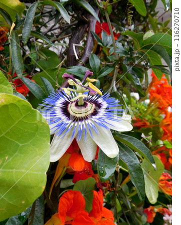 パッションフルーツの花 パッションフルーツの花 116270710