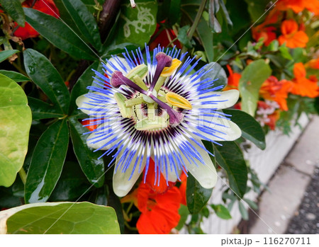 パッションフルーツの花 パッションフルーツの花 116270711