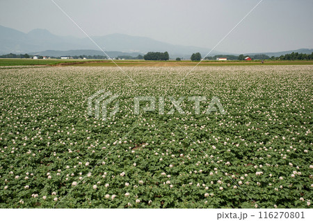 ジャガイモ畑と羊蹄山 116270801