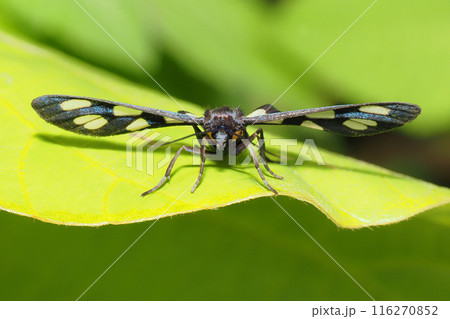 カノコガ 116270852