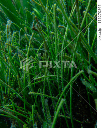 海中の植物、海草、ボウバアマモ （シオニラ）：Syringodium isoetifolium 116270865