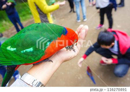 ひまわりの種を食べるカラフルな鳥たち 116270891