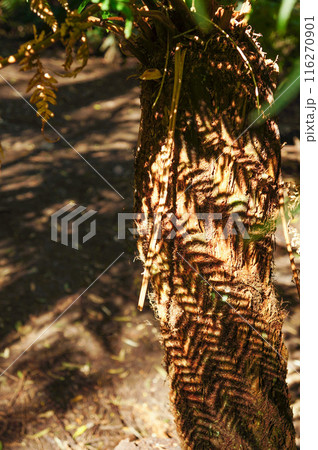 シダの影が映る木の幹 116270901