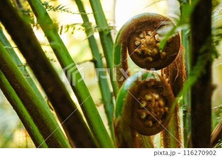 シダ植物、ヘゴの木の接写 シダ植物、ヘゴの木の接写 116270902