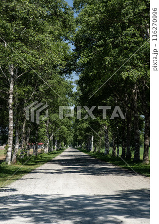 白い道と白樺並木 116270996