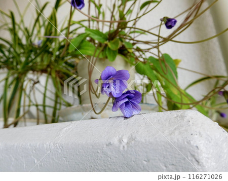 ヒメスミレの花 116271026