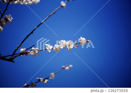 青空に映える白梅 116271028