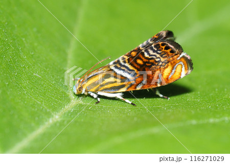 オオナミモンマダラハマキ 116271029