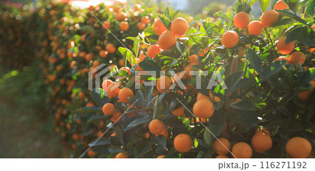 Mandarin oranges grow on tree for a happy chinese new year's decoration Mandarin oranges grow on tree for a happy chinese new year's decoration 116271192