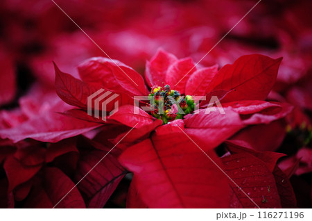 Red poinsettia Christmas flowers in garden 116271196