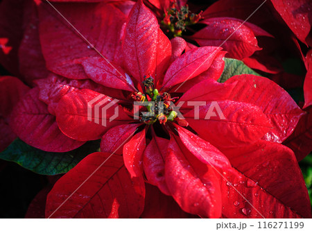 Red poinsettia Christmas flowers in garden 116271199