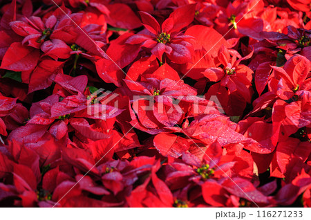 Red poinsettia Christmas flowers in garden 116271233