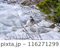 雷鳥（富山県・室堂） 116271299