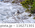 雷鳥（富山県・室堂） 116271301