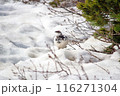 雷鳥（富山県・室堂） 116271304