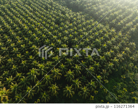 Aerial view of coconut trees field Aerial view of coconut trees field 116271364