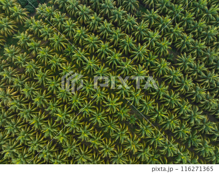 Aerial view of coconut trees field Aerial view of coconut trees field 116271365