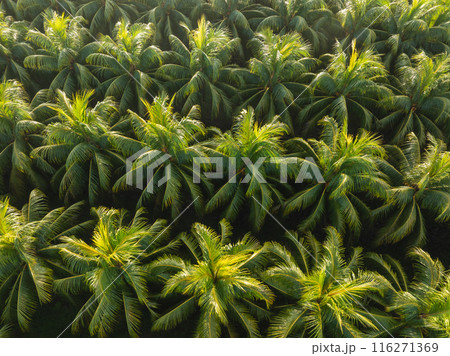 Aerial view of coconut trees field Aerial view of coconut trees field 116271369