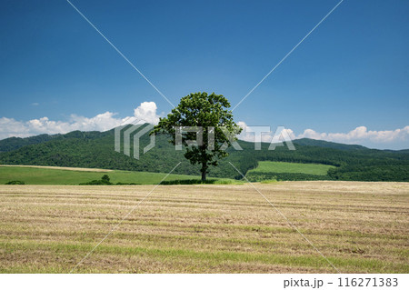 ナイタイ高原牧場 116271383