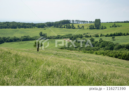 ナイタイ高原牧場 116271390