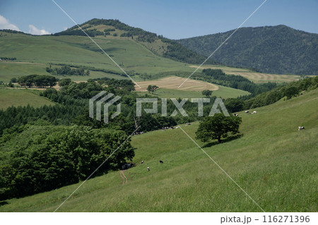 ナイタイ高原牧場 ナイタイ高原牧場 116271396