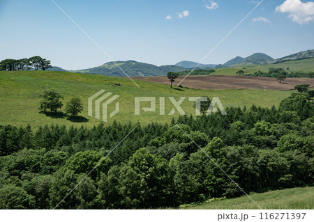 ナイタイ高原牧場 116271397