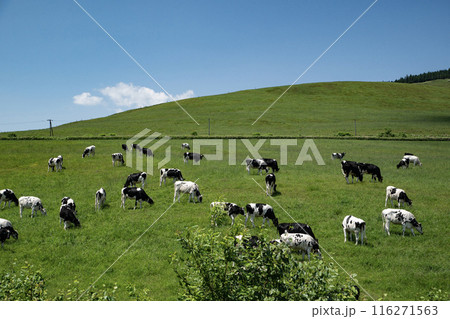 北海道の雄大な牧場 116271563