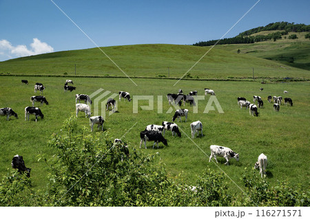 北海道の雄大な牧場 北海道の雄大な牧場 116271571