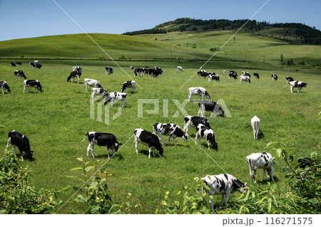 北海道の雄大な牧場 116271575