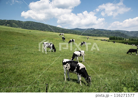 北海道の雄大な牧場 116271577