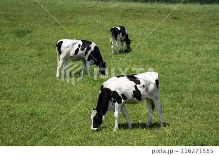北海道の雄大な牧場 116271585