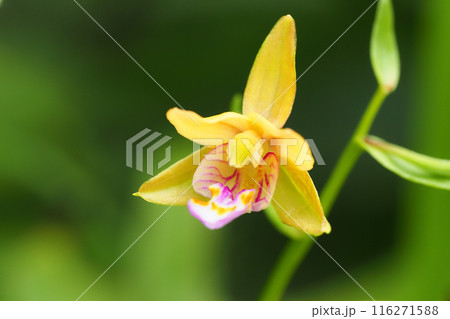 カキランの花 カキランの花 116271588