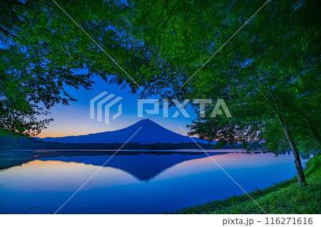【静岡県】夏の田貫湖遊歩道から見る富士山　夜明け前 116271616