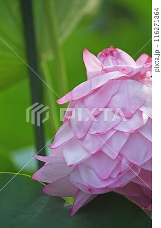 蓮の花 116271864
