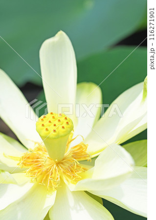 蓮の花 蓮の花 116271901