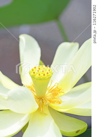 蓮の花 蓮の花 116271902