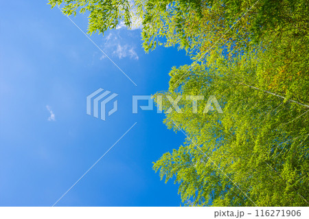 竹林 竹林 116271906