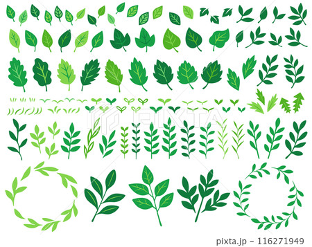 緑の植物の手描き風イラストセット 緑の植物の手描き風イラストセット 116271949
