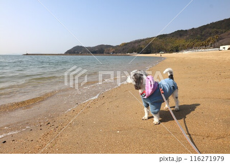 沙美海岸 沙美海岸 116271979