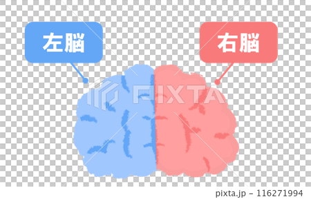 右脳と左脳のイメージ　手書き風 116271994