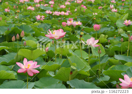 群生する蓮の花 群生する蓮の花 116272223