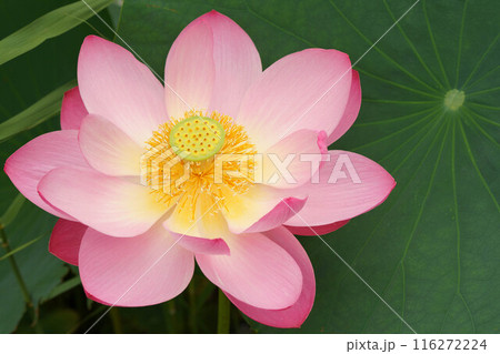 満開の蓮の花 満開の蓮の花 116272224
