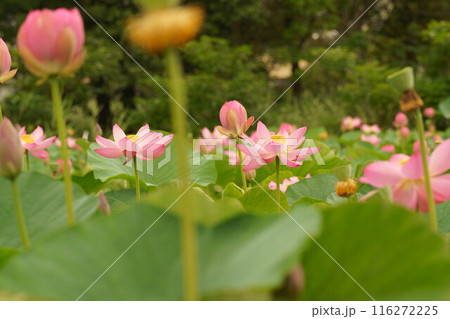 ピンク色の蓮の花 116272225